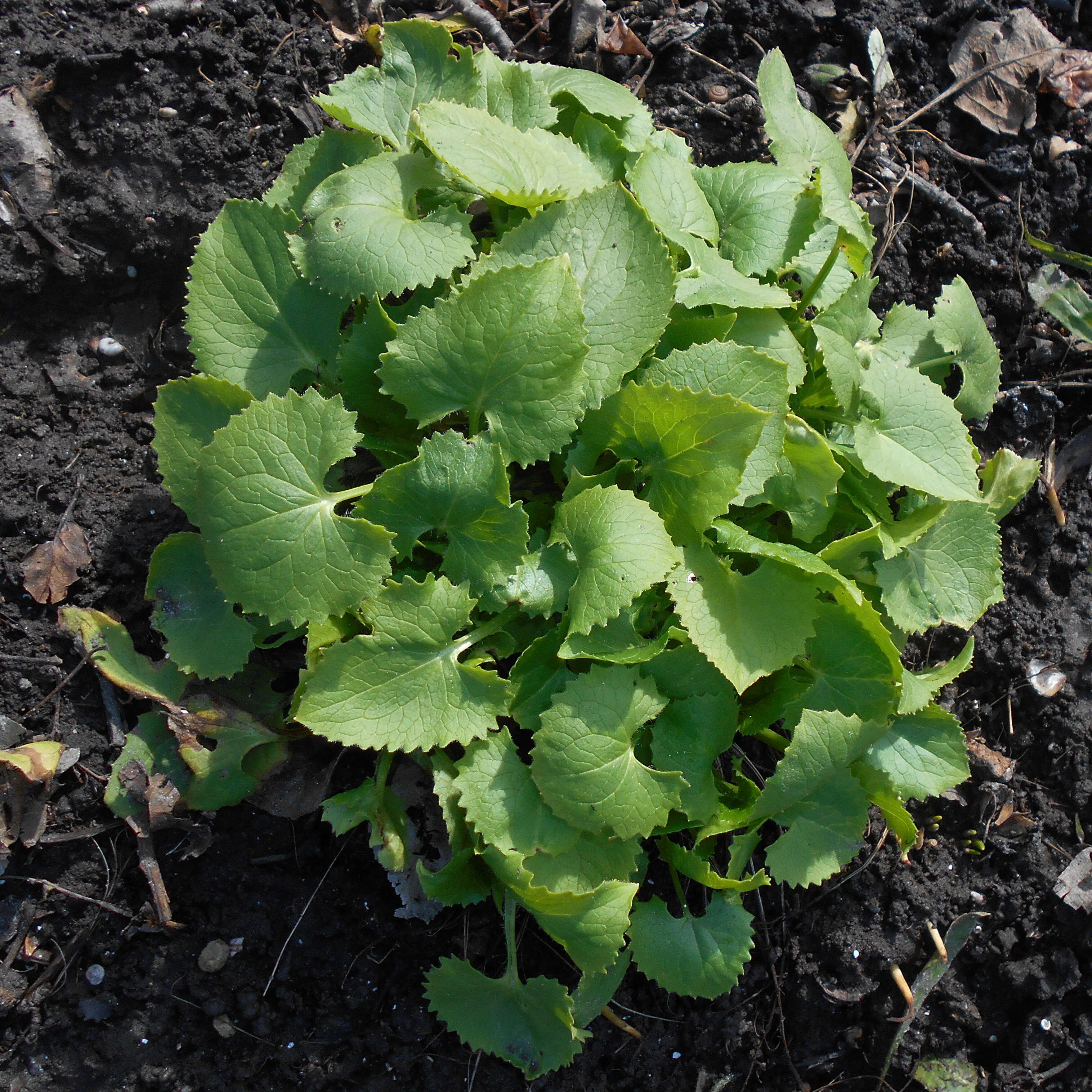 Imagem de Doronicum orientale Hoffm.