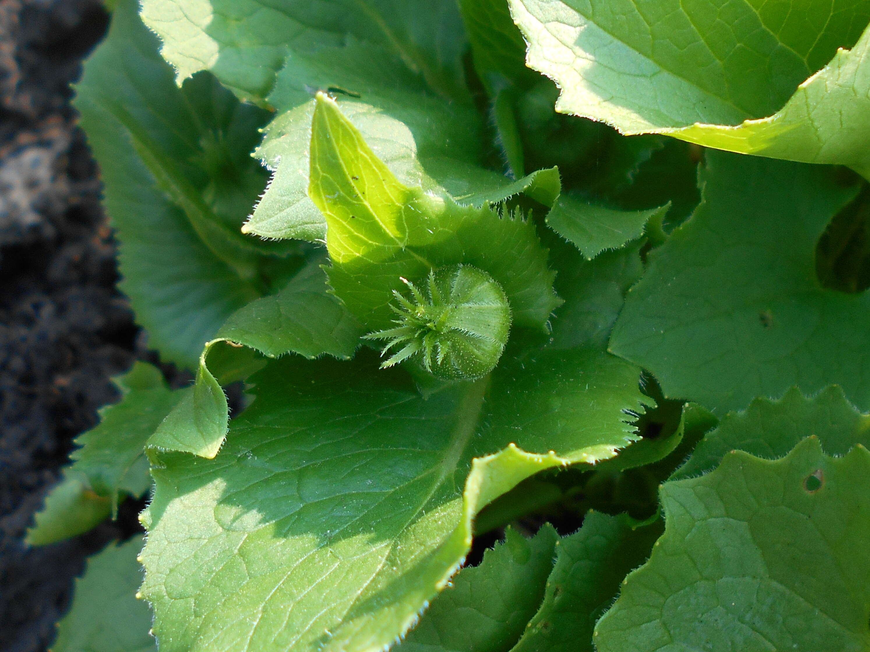 Imagem de Doronicum orientale Hoffm.