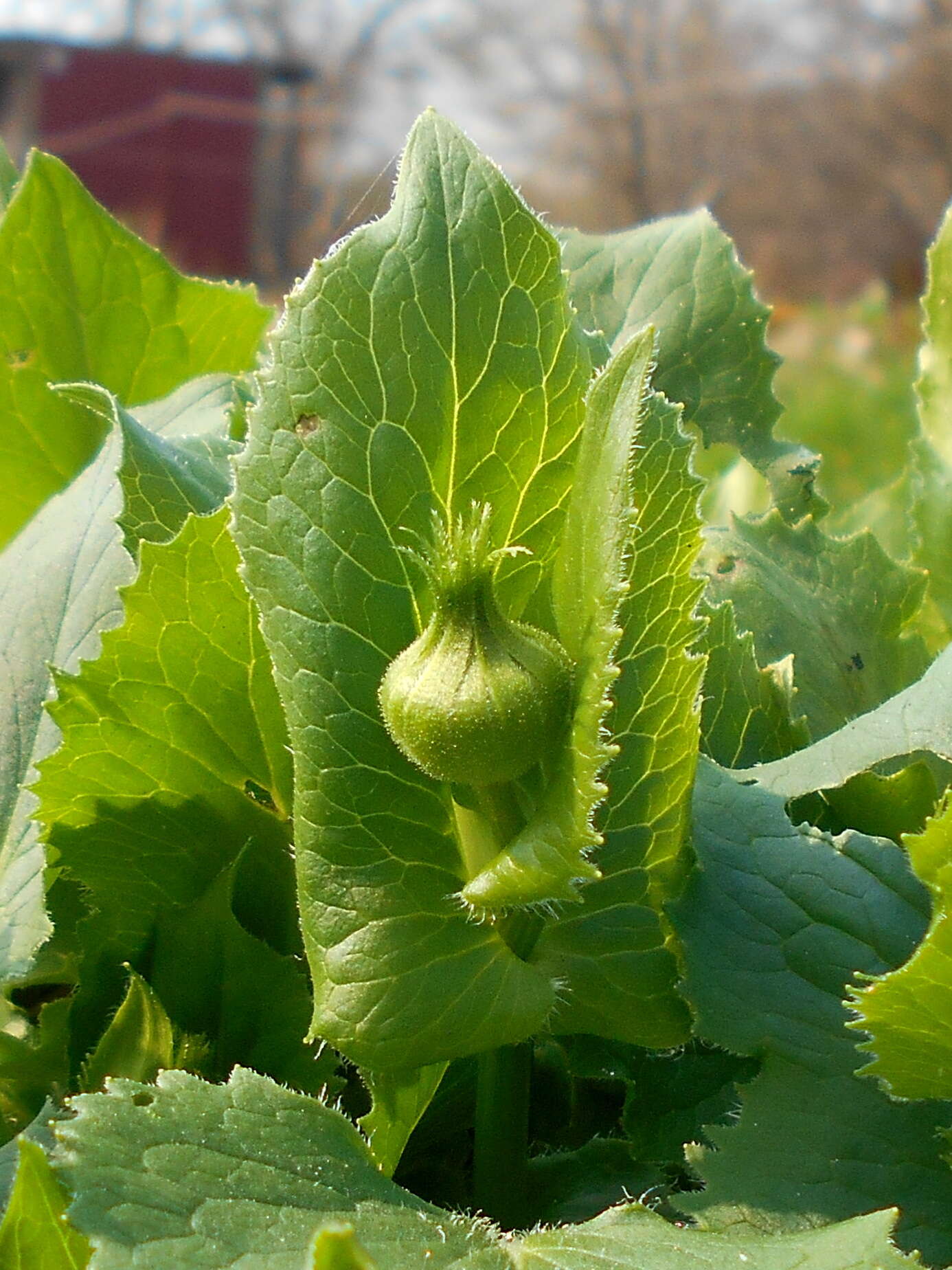 Imagem de Doronicum orientale Hoffm.