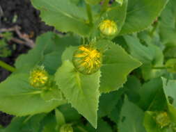 Imagem de Doronicum orientale Hoffm.