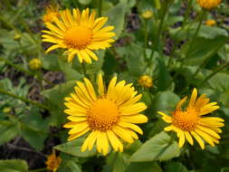 Imagem de Doronicum orientale Hoffm.