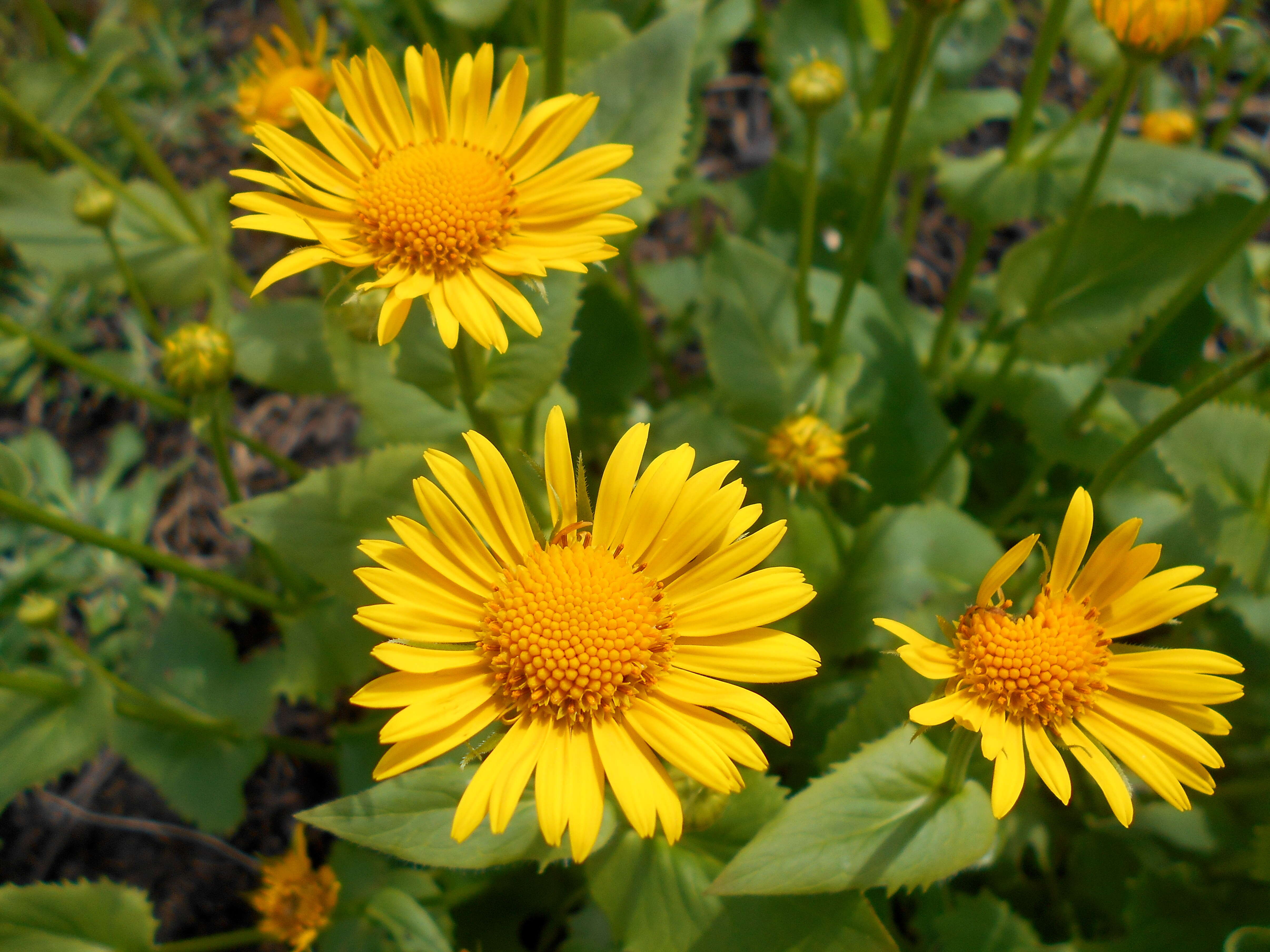 Imagem de Doronicum orientale Hoffm.