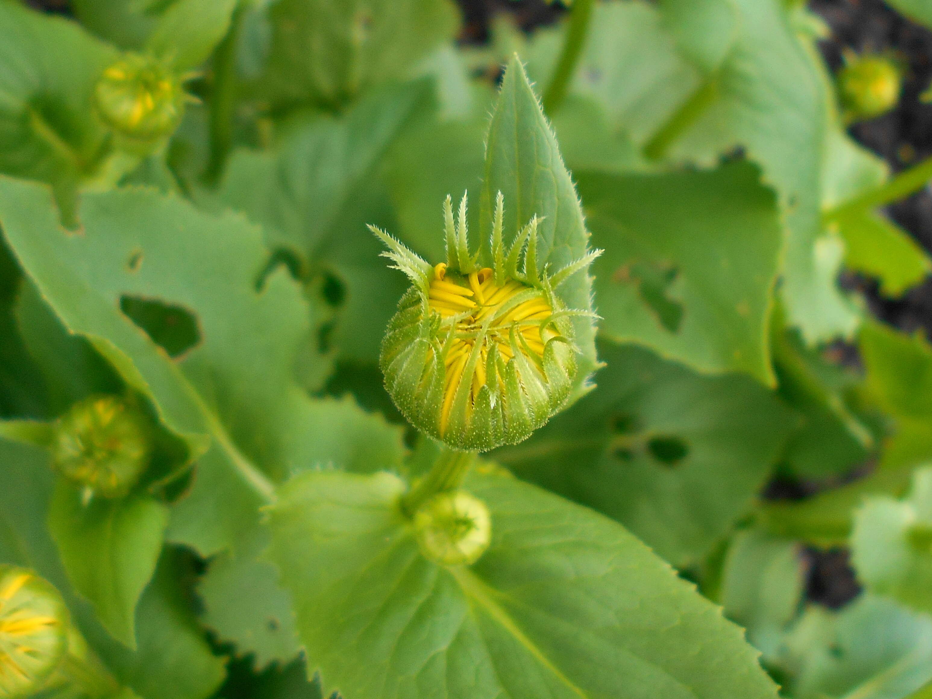 Imagem de Doronicum orientale Hoffm.