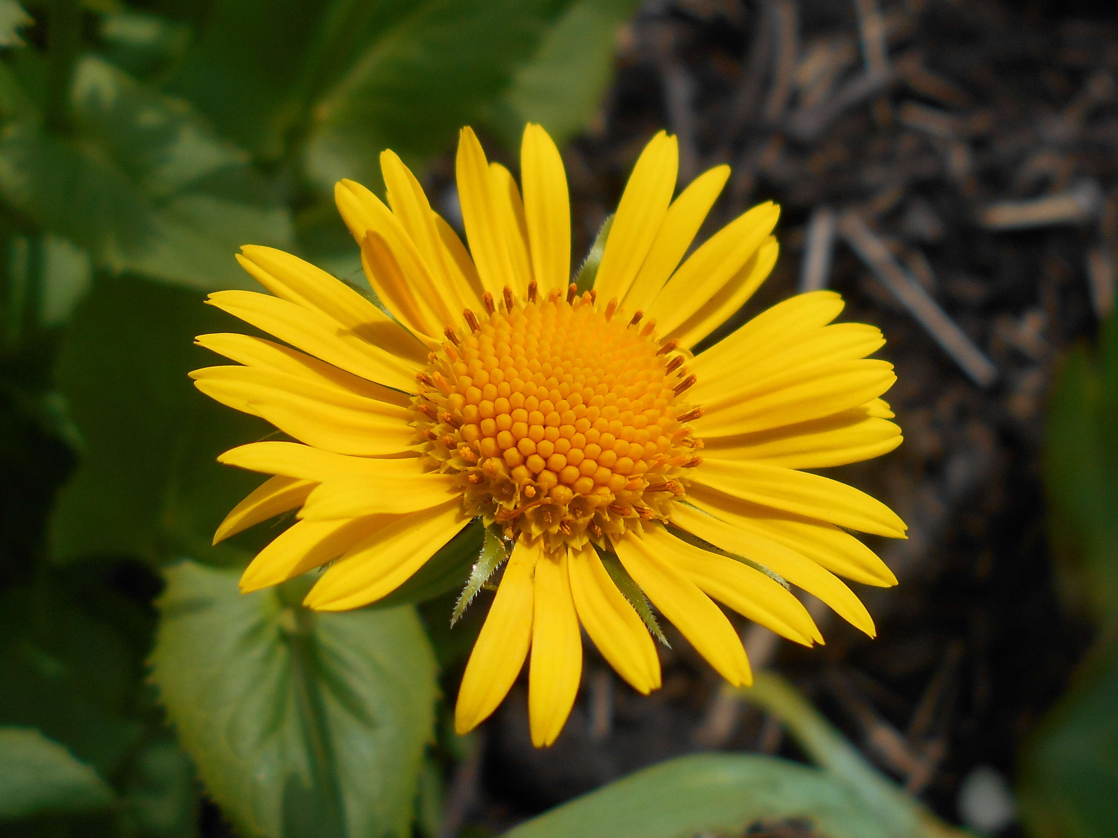 Imagem de Doronicum orientale Hoffm.