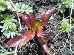 Слика од Epilobium hirsutum L.