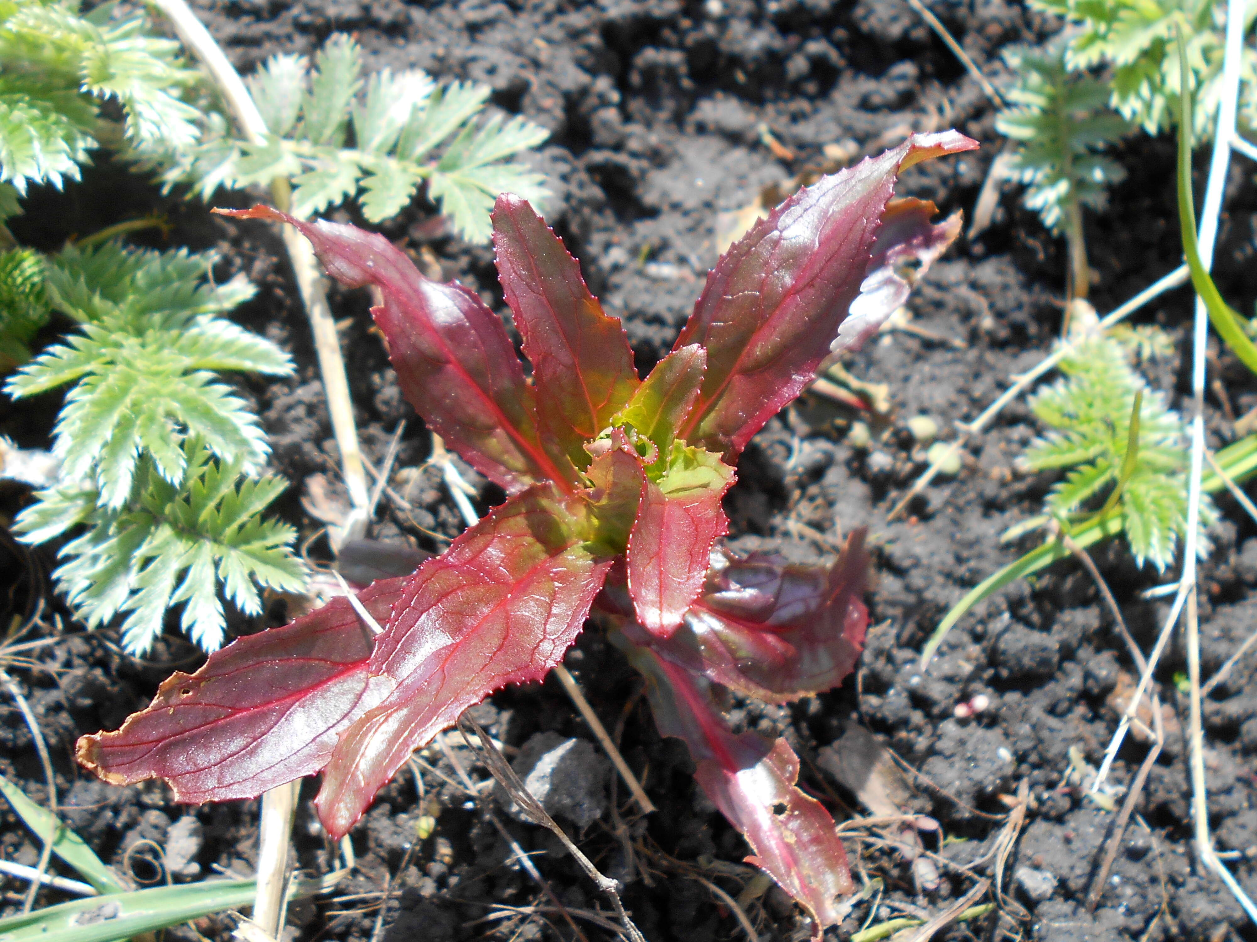 Слика од Epilobium hirsutum L.