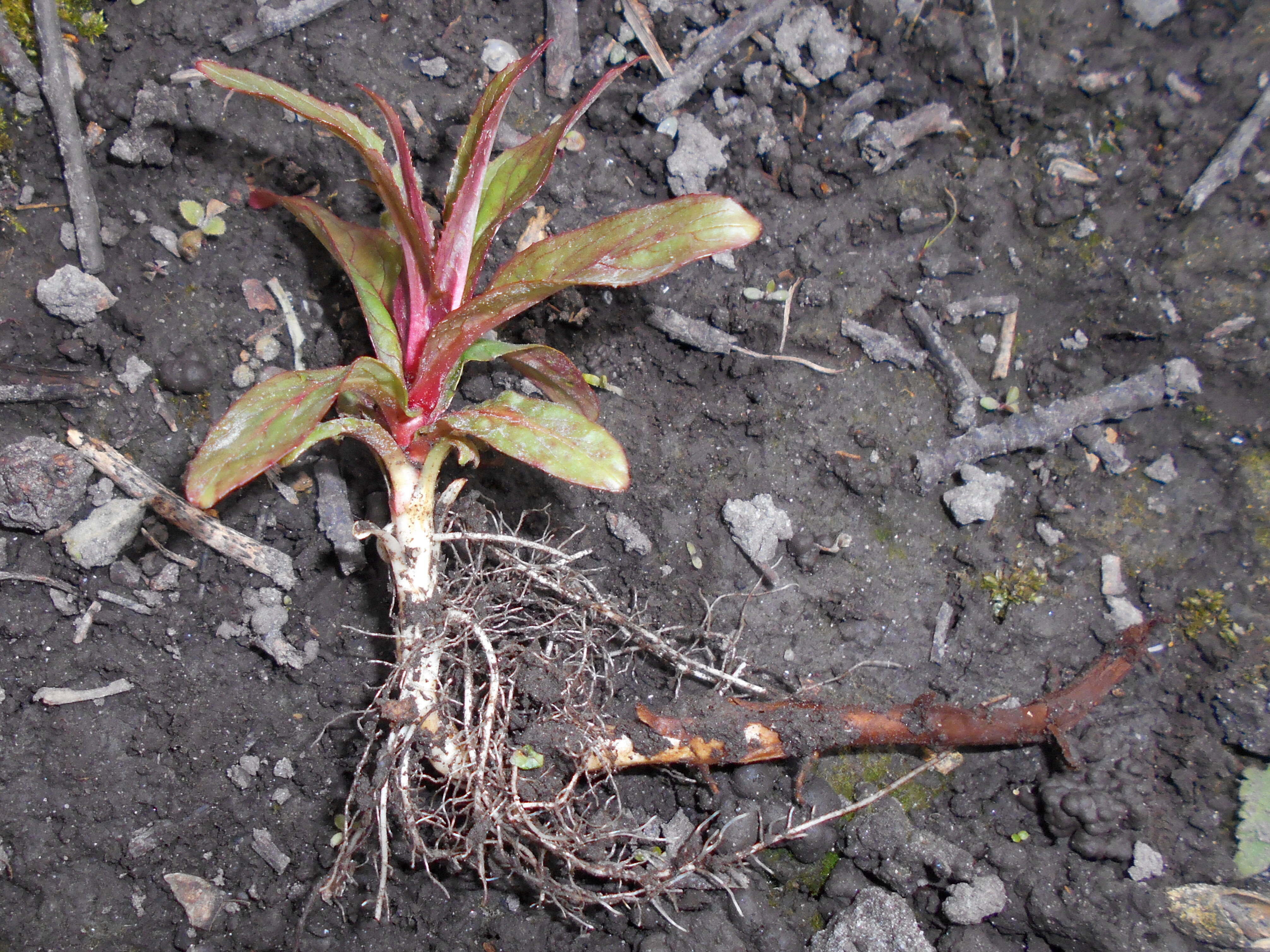 Image of Great Willowherb