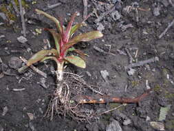 Слика од Epilobium hirsutum L.