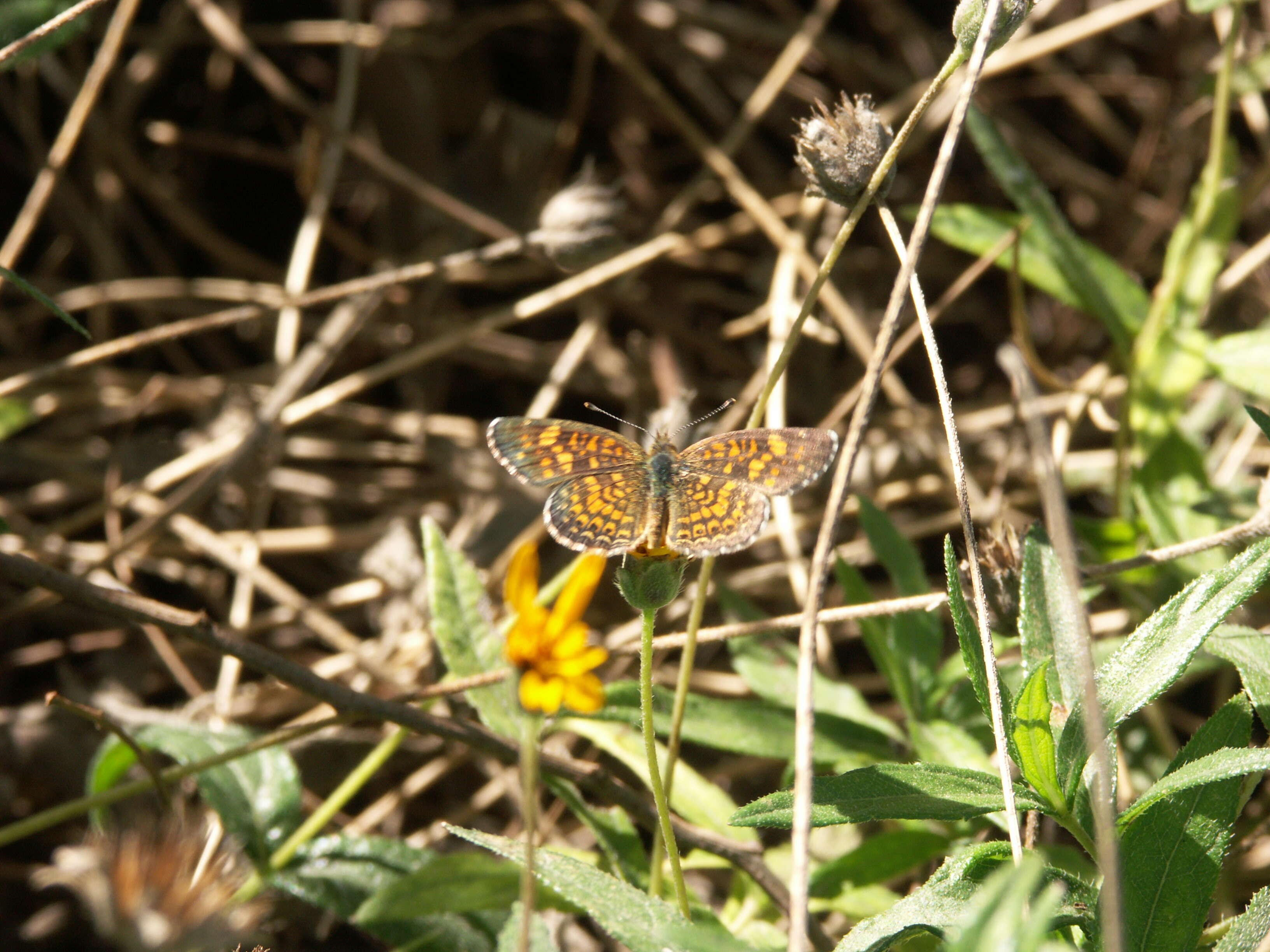 Image of Phyciodes graphica