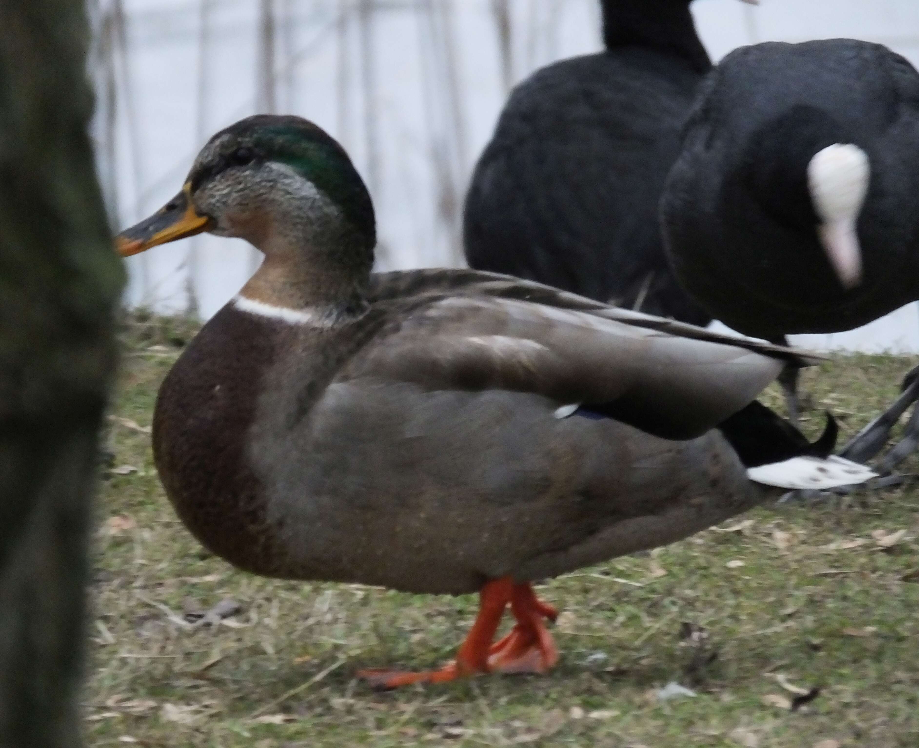 Image of Common Mallard