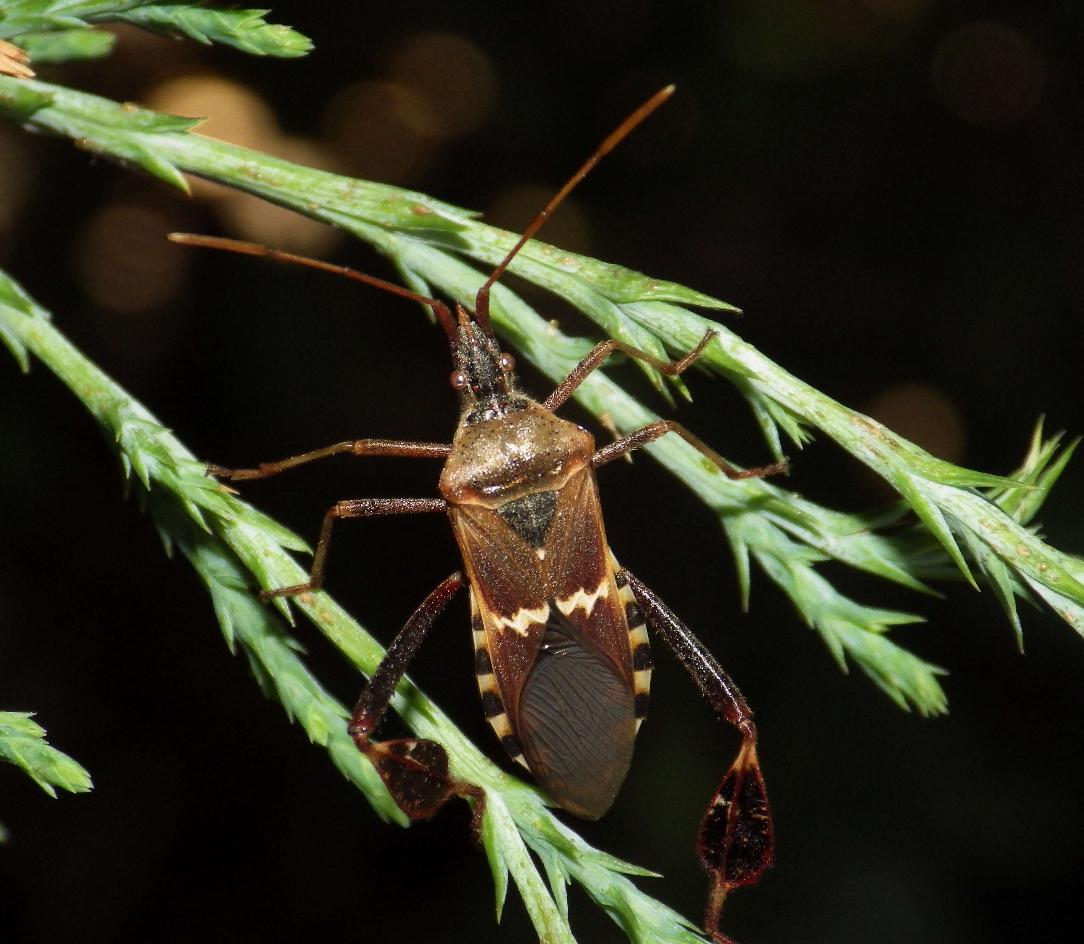 Image of western leaf-footed bug