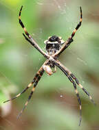 Image of Silver Argiope