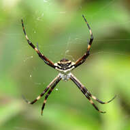 Image of Silver Argiope