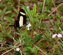 Sivun Papilio torquatus Cramer (1777) kuva