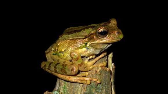 Image de Gastrotheca monticola Barbour & Noble 1920