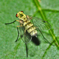 Image of Chrysopilus asiliformis