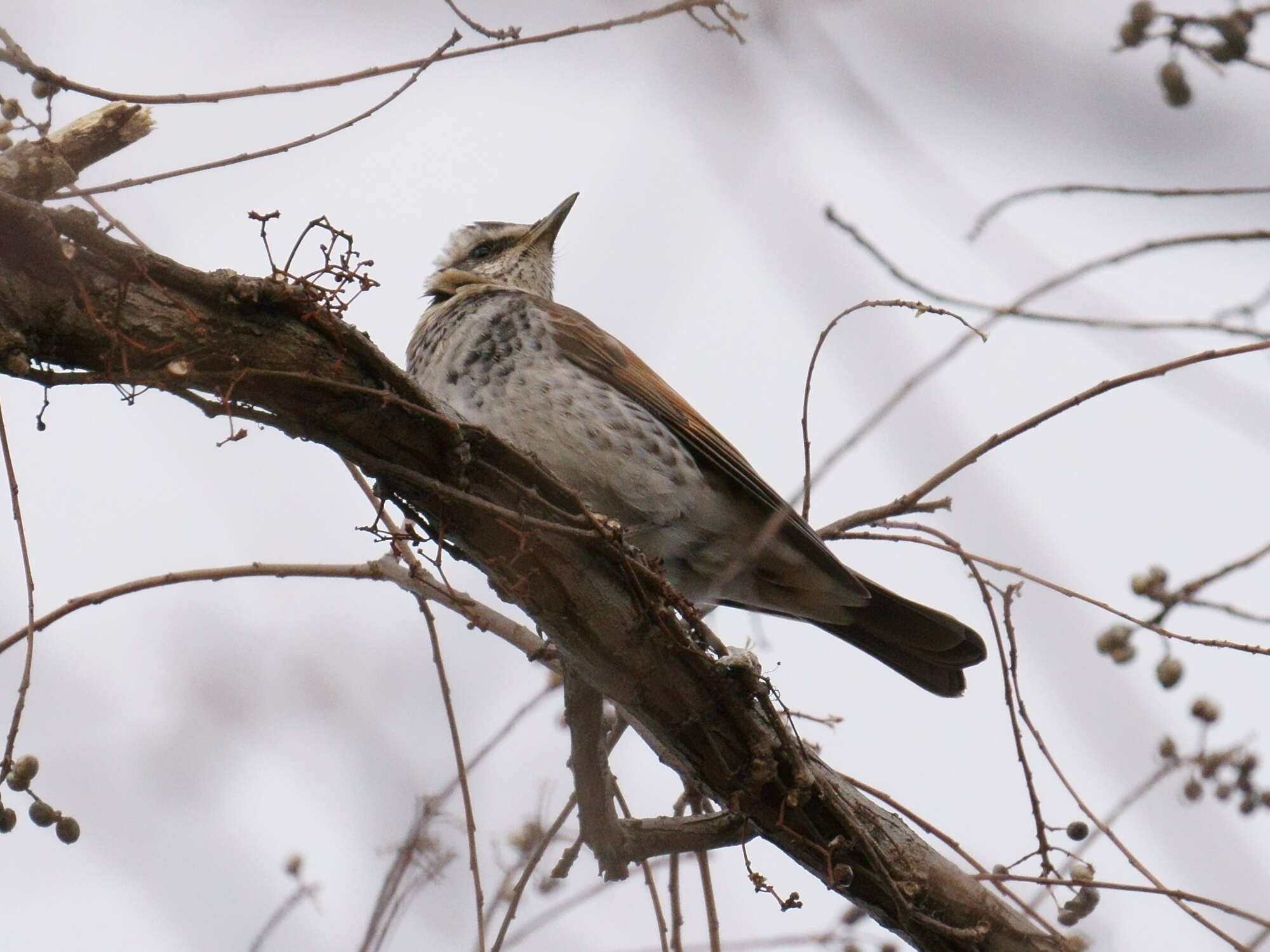 Image of Dusky Thrush