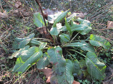 Imagem de Rumex obtusifolius L.