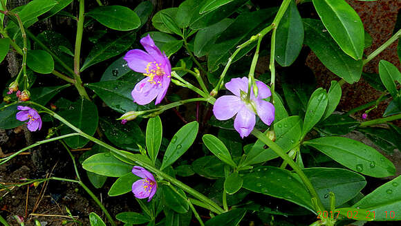 Image of Ceylon spinach