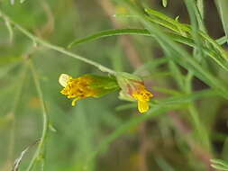 Image de Schkuhria pinnata (Lam.) O. Kuntze