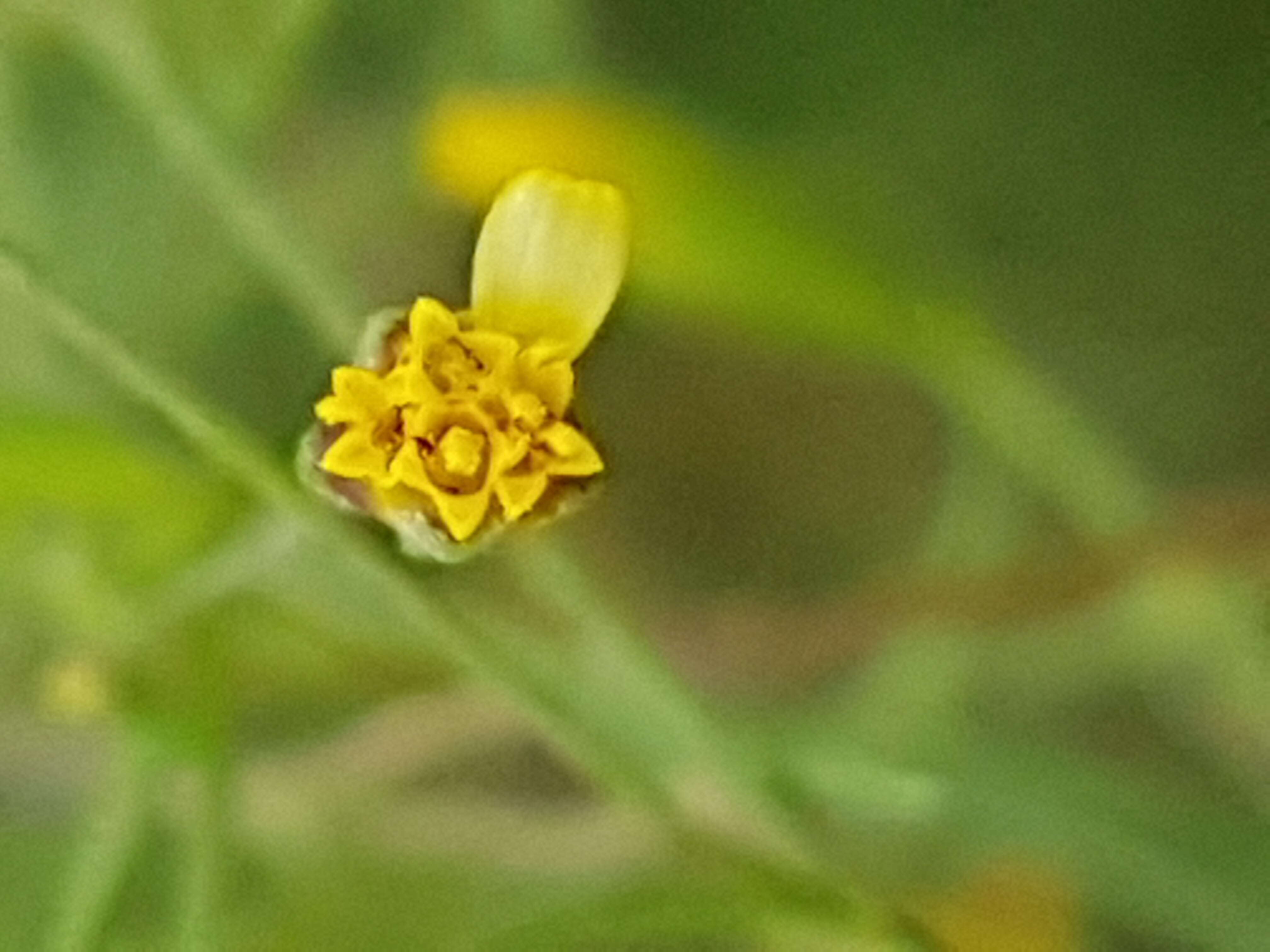 Image de Schkuhria pinnata (Lam.) O. Kuntze