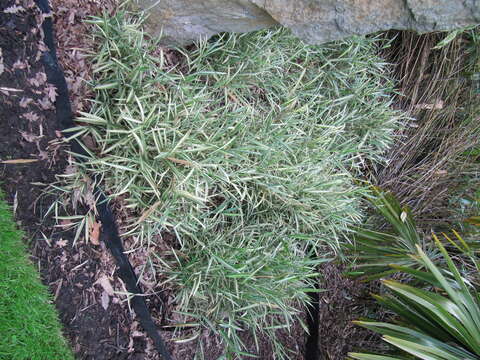 Image of dwarf fern-leaf bamboo