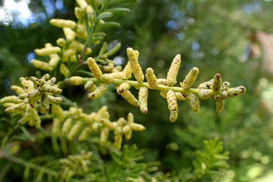 Image of Black Pine