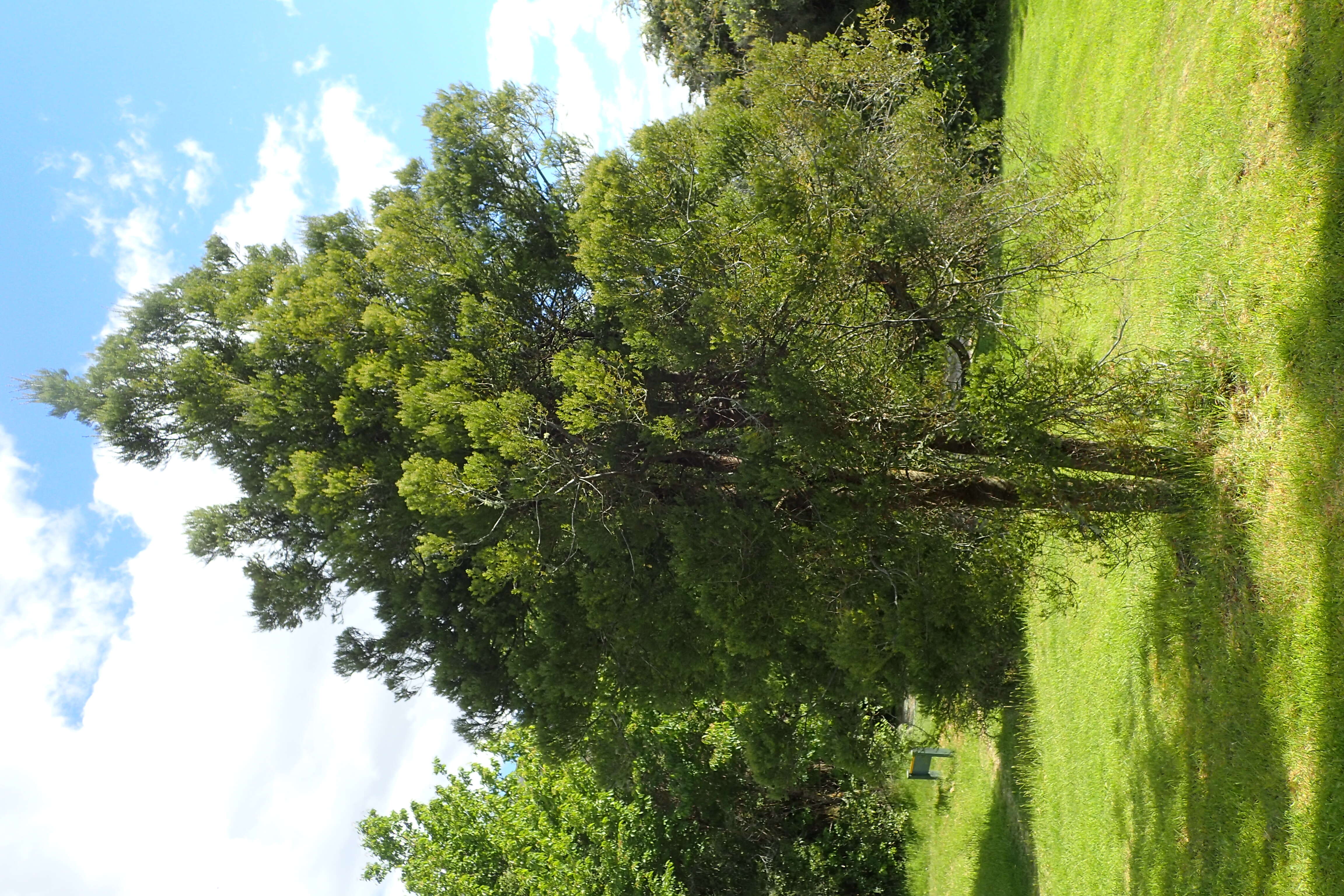 Image of Black Pine