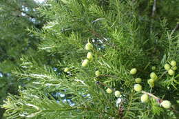 Image of Black Pine