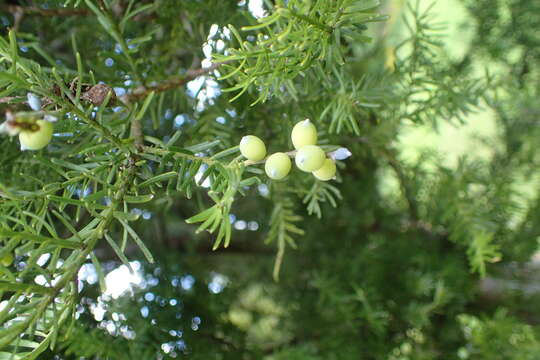 Image of Black Pine