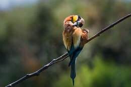 Image of bee-eater, european bee-eater