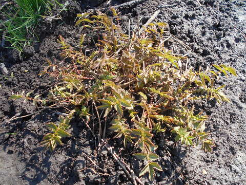 Image of Meadowsweet