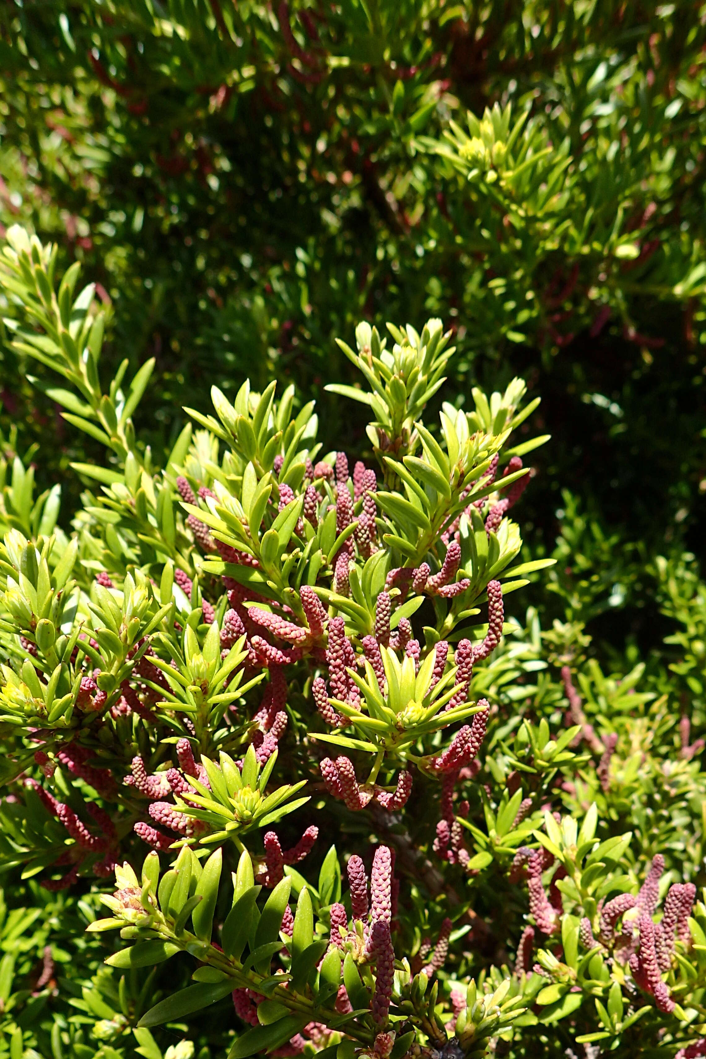 Sivun Podocarpus nivalis Hook. kuva