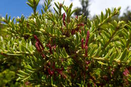 صورة Podocarpus nivalis Hook.