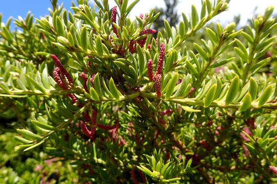 Sivun Podocarpus nivalis Hook. kuva