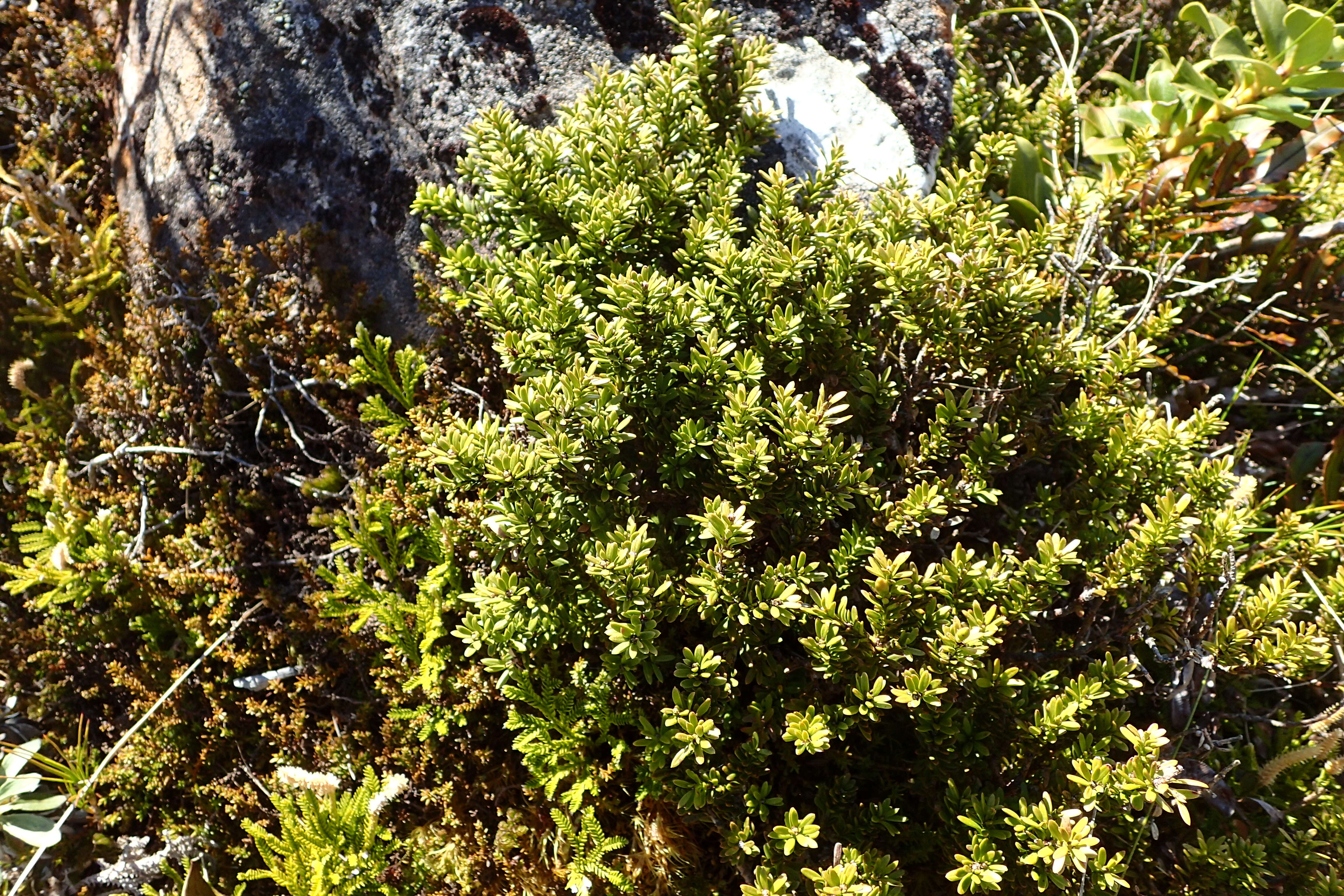 صورة Podocarpus nivalis Hook.