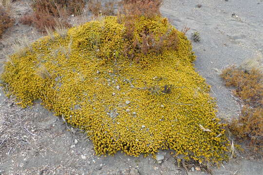 صورة Podocarpus nivalis Hook.