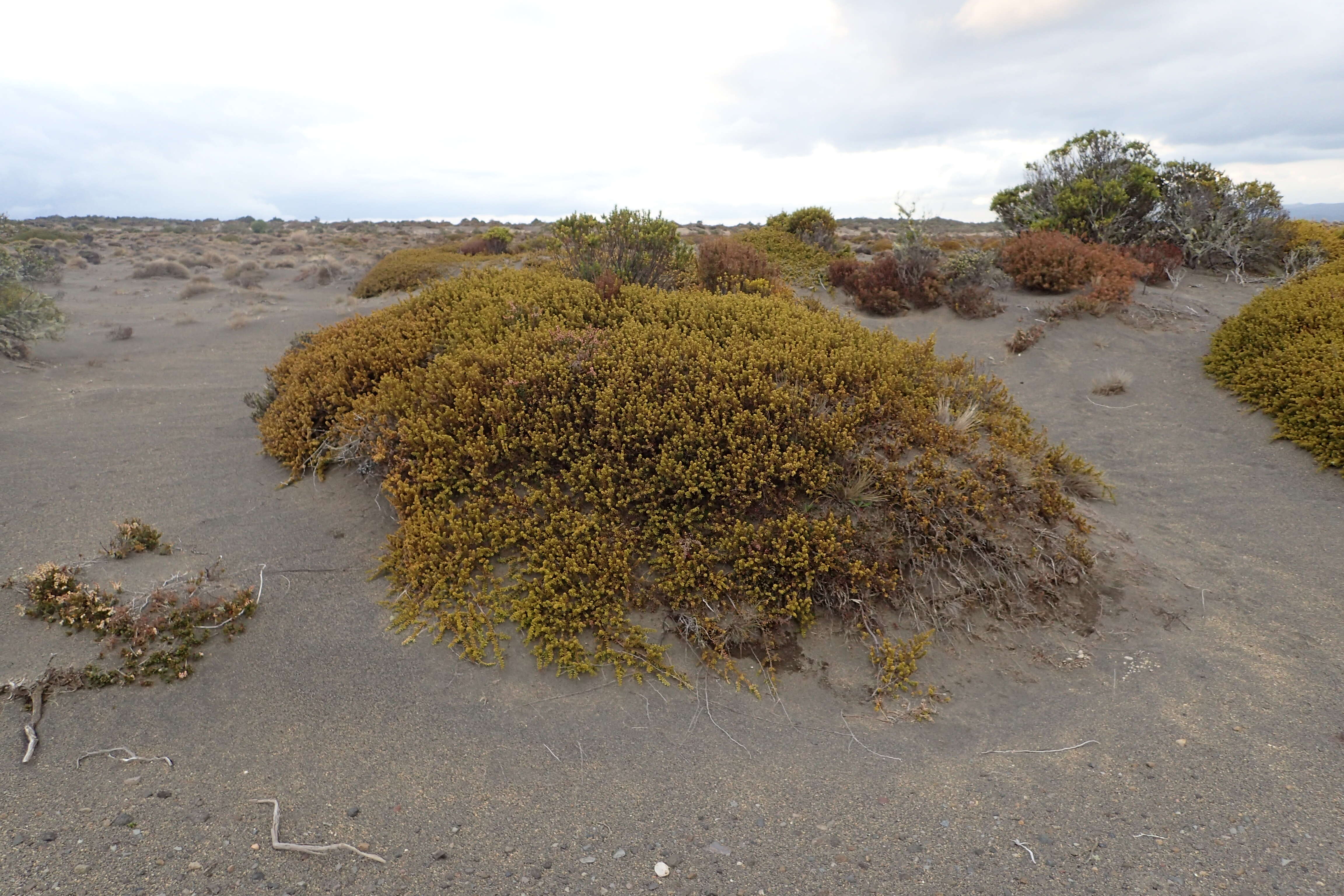 صورة Podocarpus nivalis Hook.