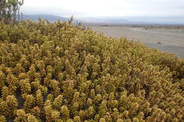 صورة Podocarpus nivalis Hook.