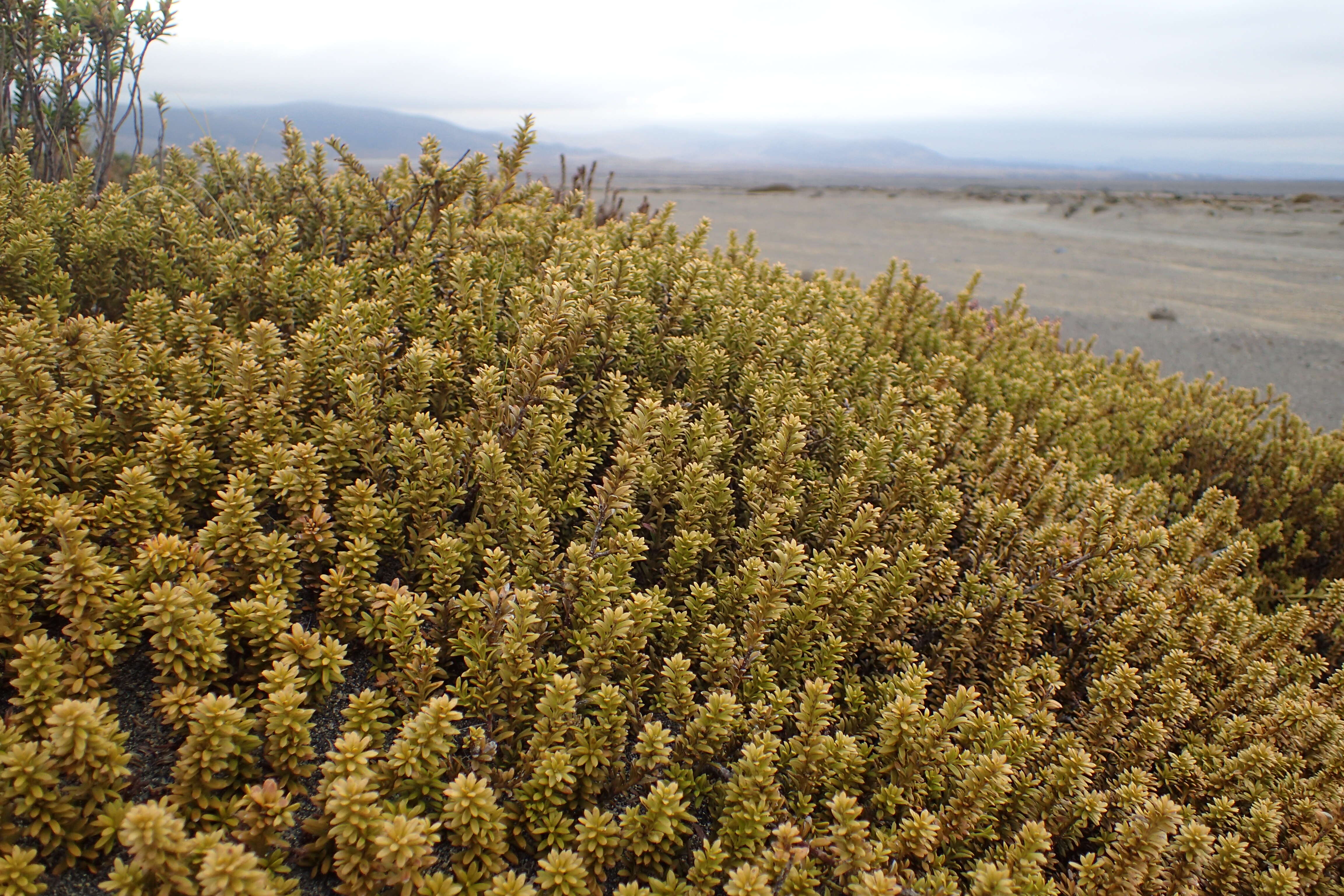 صورة Podocarpus nivalis Hook.