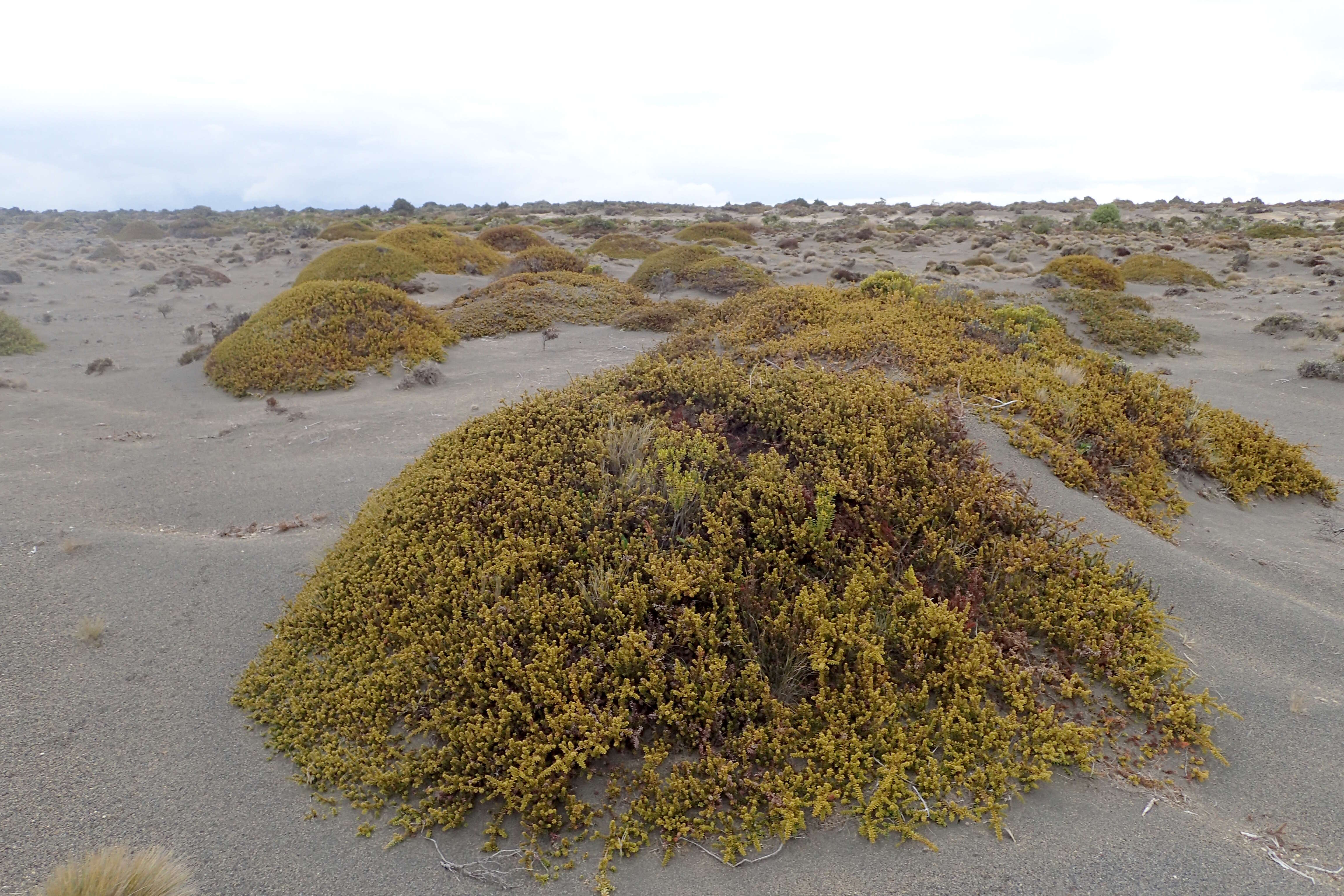 صورة Podocarpus nivalis Hook.