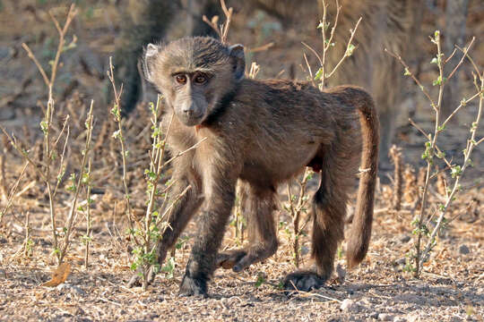 Image of hamadryas baboon