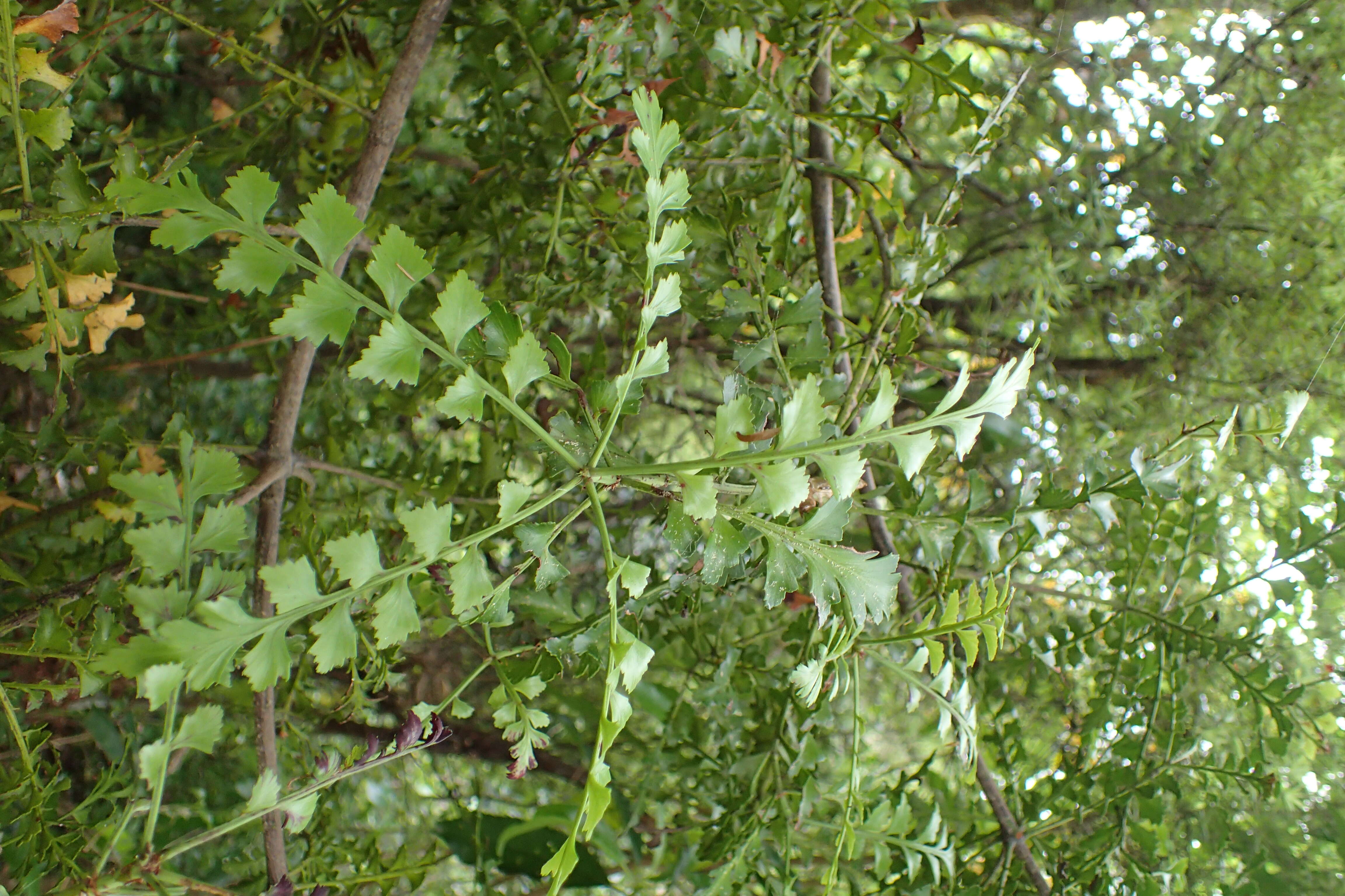 Image of Celery Pine