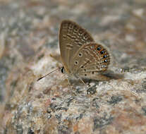 Image of Oriental Grass Jewel