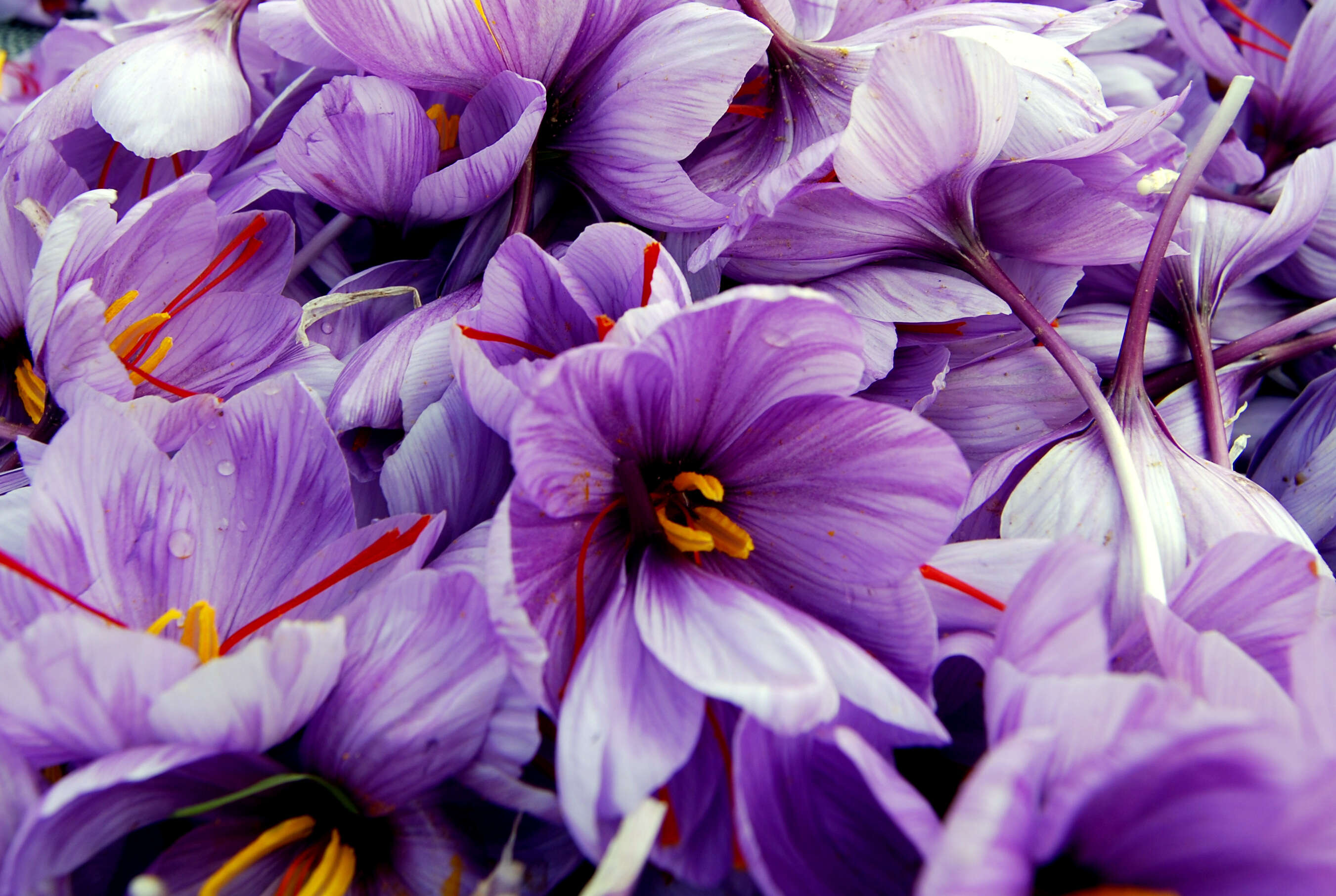 Image of autumn crocus