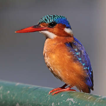 Image of Alcedo cristata