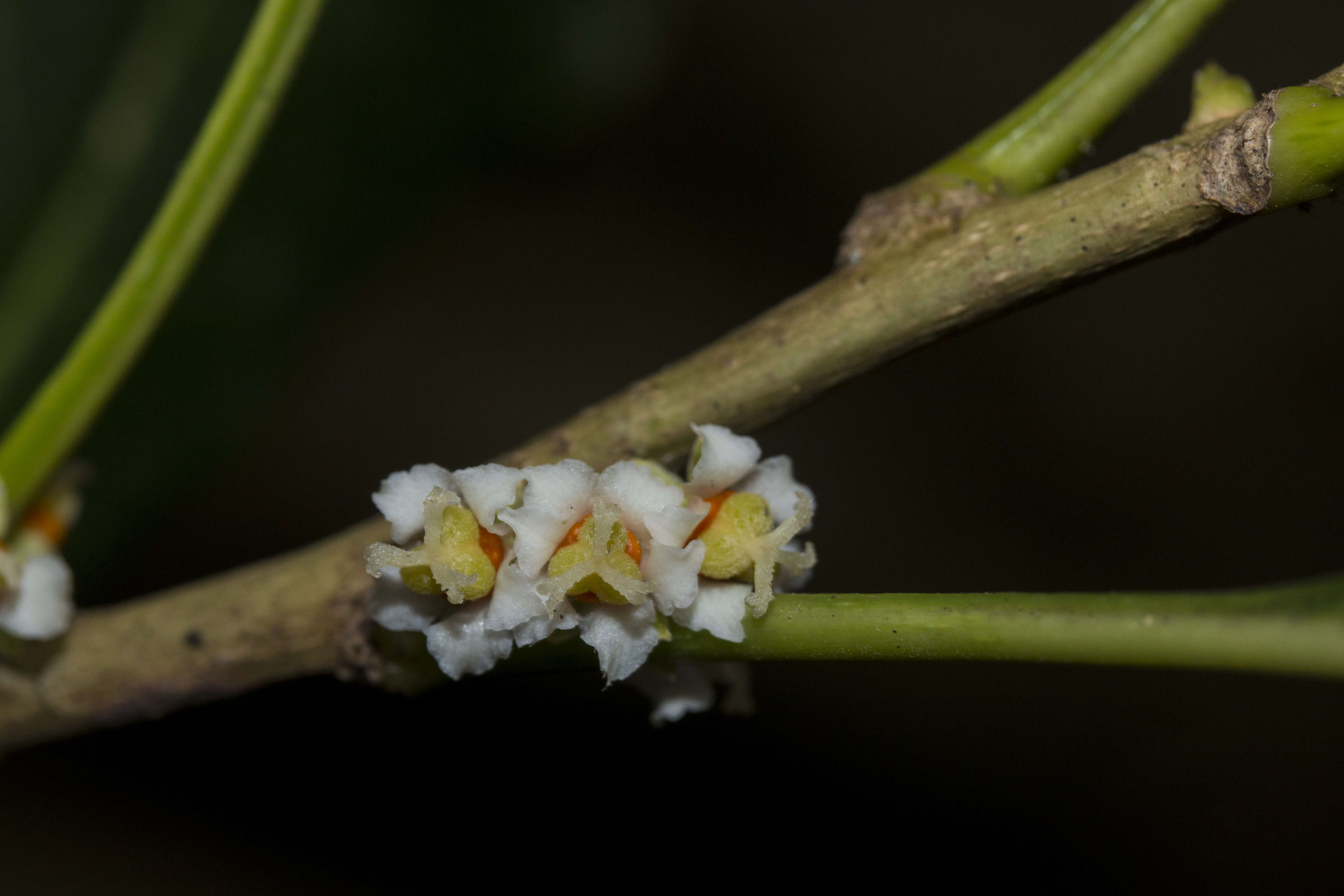 Image of Agrostistachys indica Dalzell