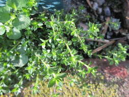 Image of Thyme-leaved Sandwort