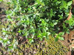 Image of Thyme-leaved Sandwort