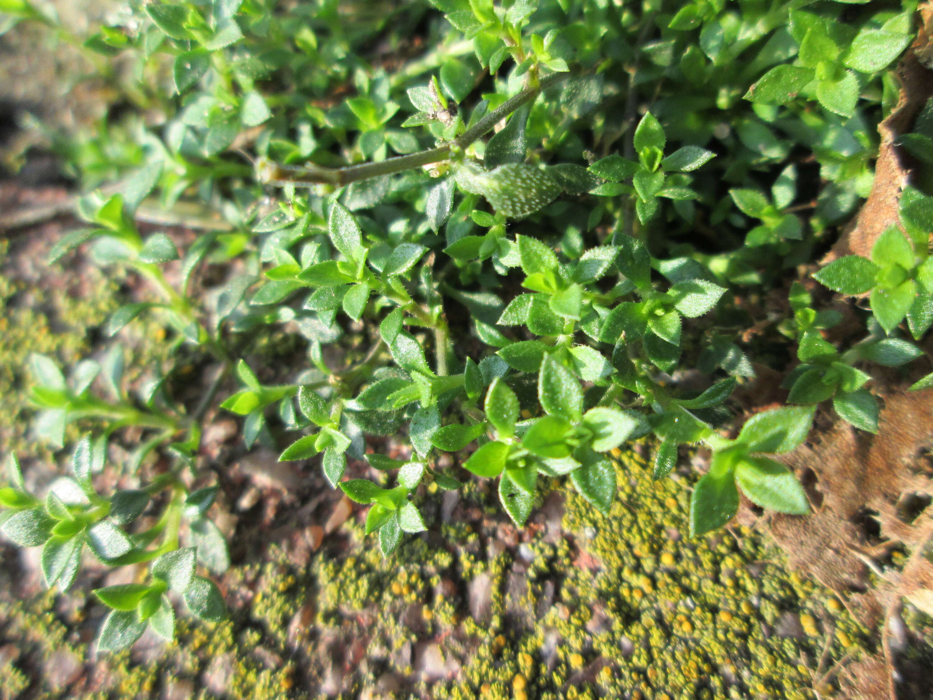 Image de sabline à feuilles de serpolet